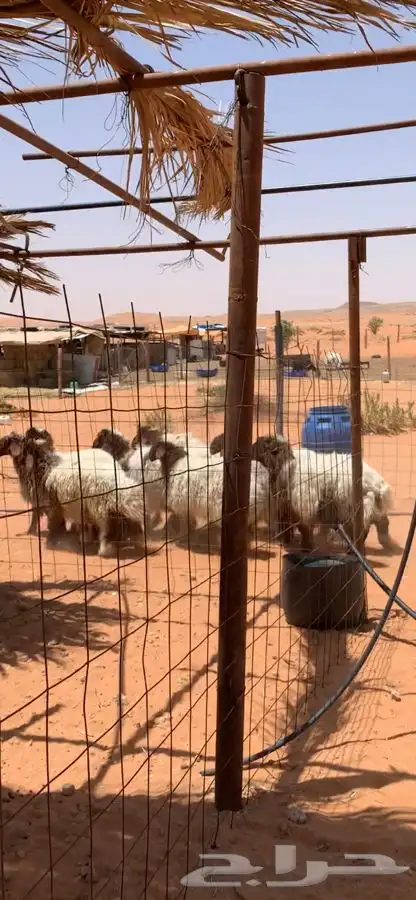( تم البيع ) اضاحي طيبه شحم بريات 4