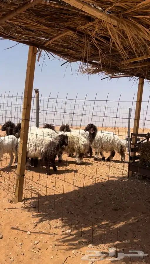 ( تم البيع ) اضاحي طيبه شحم بريات 0