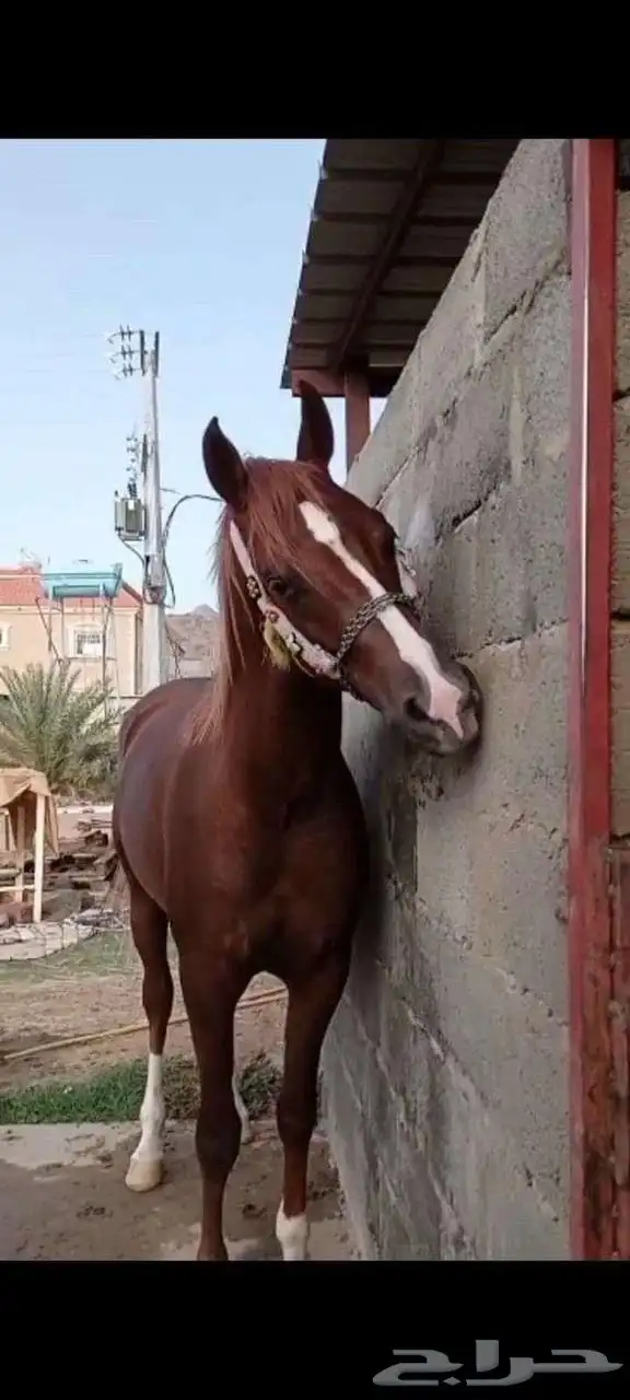 حصان للبيع 0