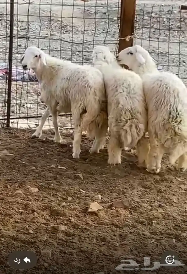 طليان حري ومصلخ بلموقع 2