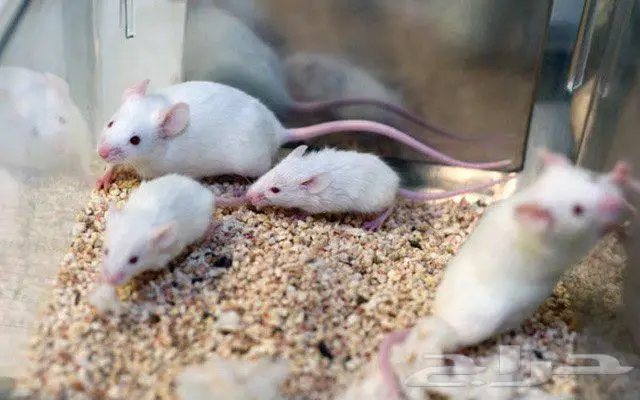 فئران مختبرات بيضاء White mice 2