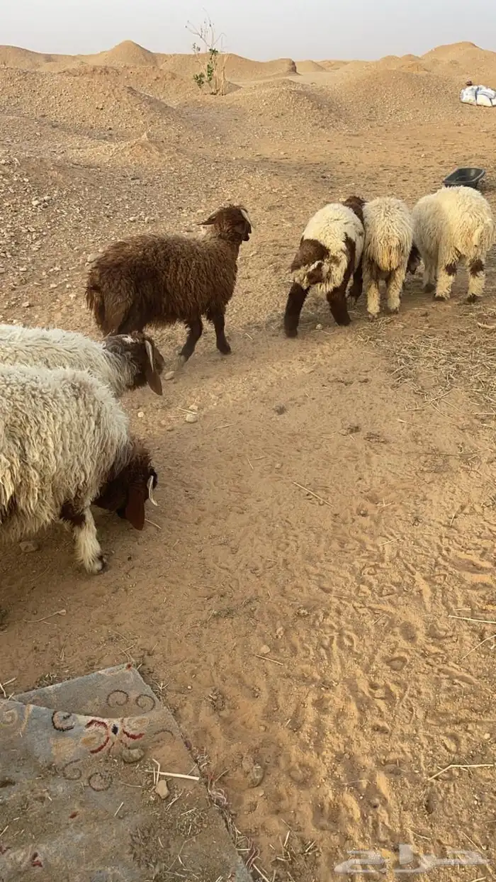 بيع ضحايا 3