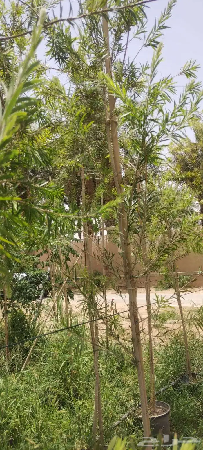 زراعة وحدائق 5