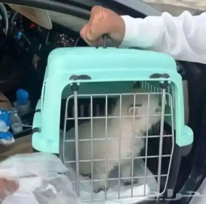 كداد وموصل من الرياض الى الخبر الدمام الجبيل البحرين   صد رد 6