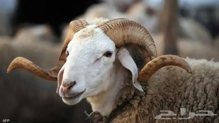 جزار اضاحي مصري خبره 0
