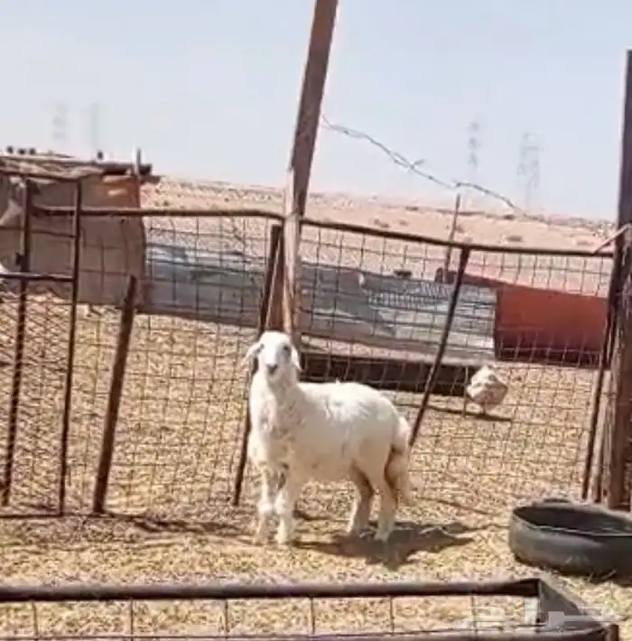 رخل حريه عيديه فل شحم ولحم ونظيفه على الشرط ( تم البيع ) 0