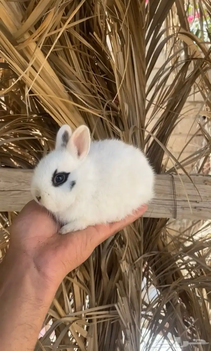 ارانب قزم ( هتون -نذر لاند -هندلوب ) 0