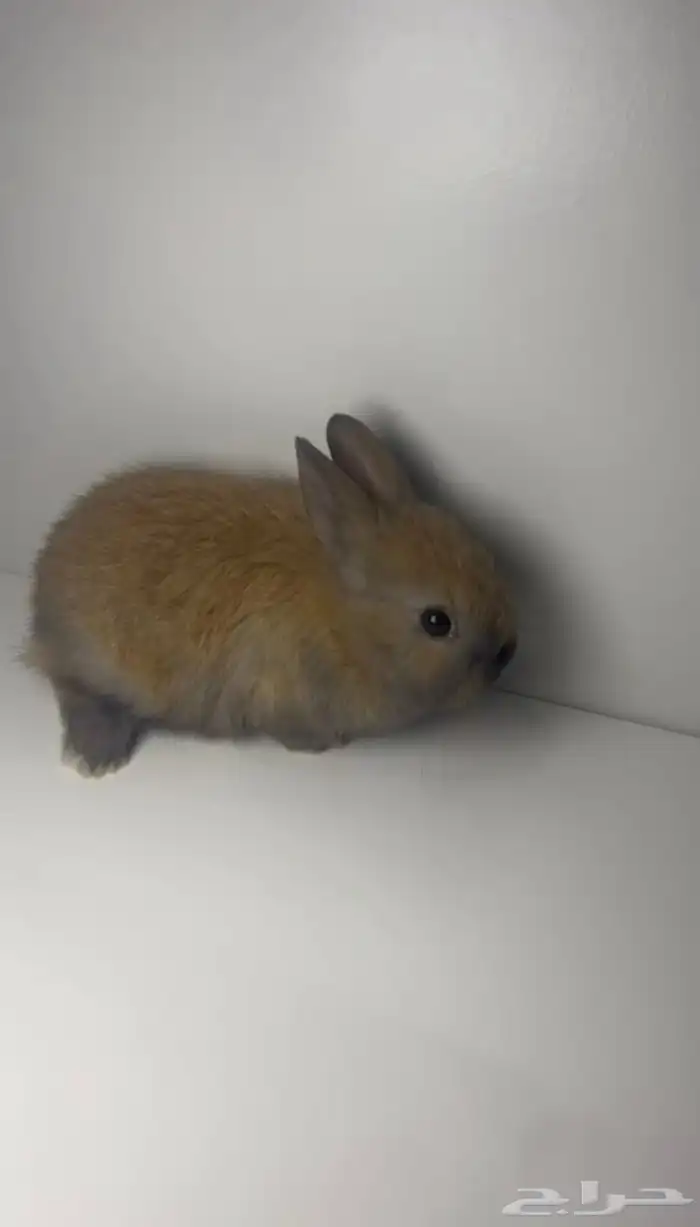 ارانب قزم ( هتون -نذر لاند -هندلوب ) 2