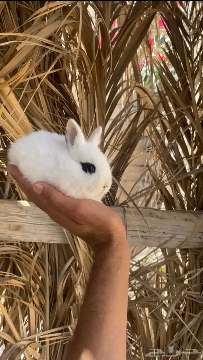 ارانب قزم ( هتون -نذر لاند -هندلوب ) 1