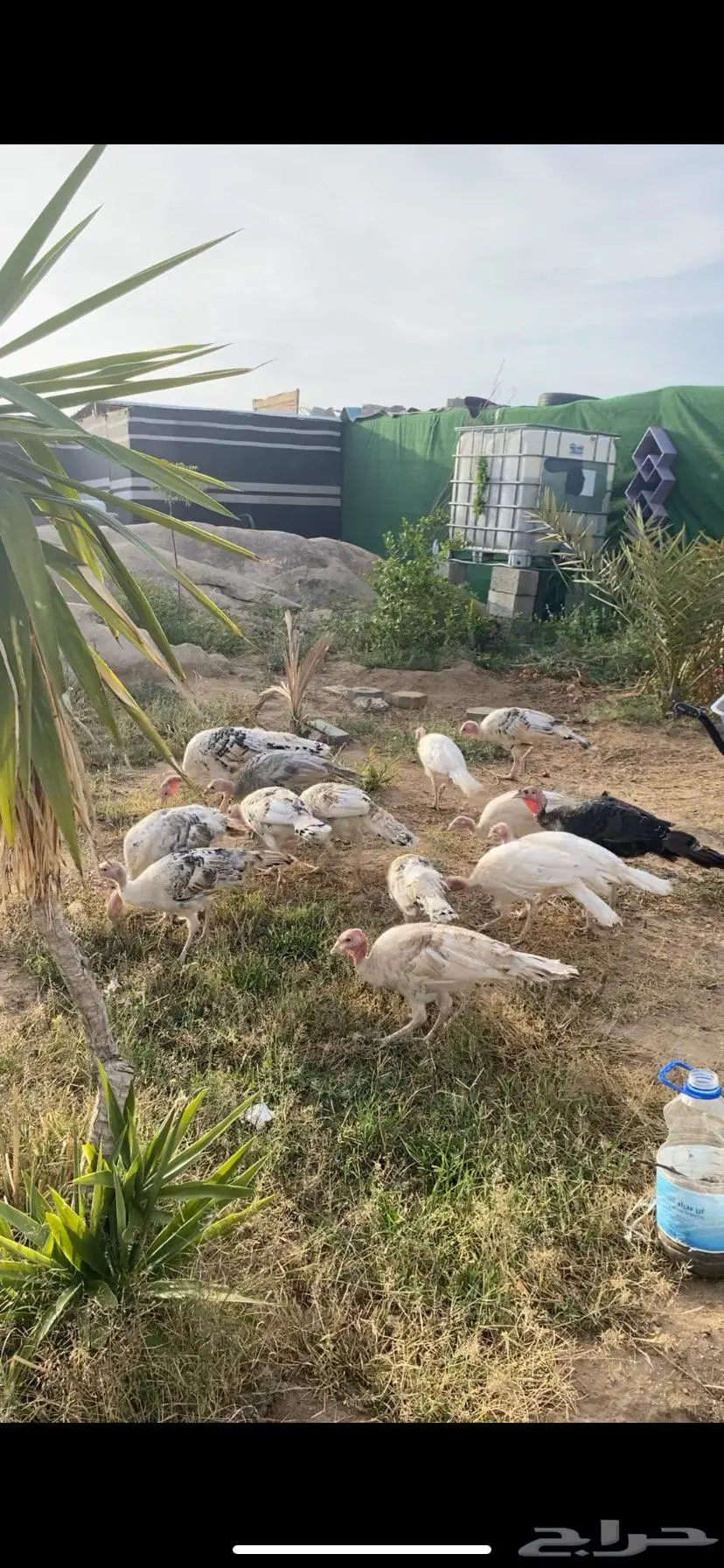 دجاج رومي 0