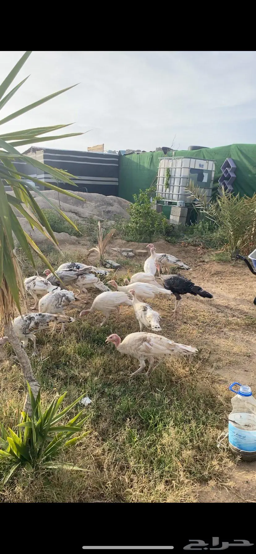 دجاج رومي 2