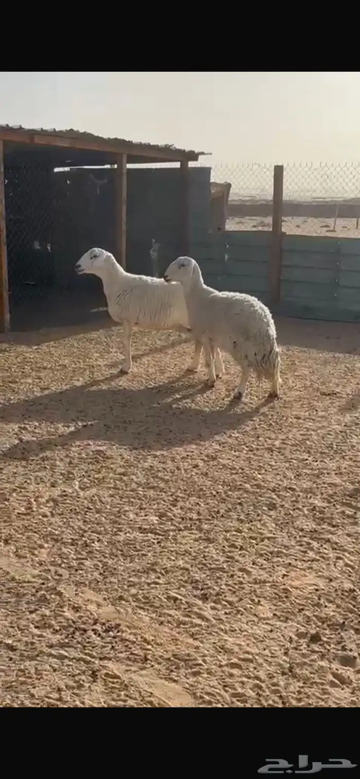 حريات 1