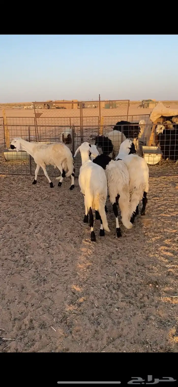 سواكن ضحايا 2