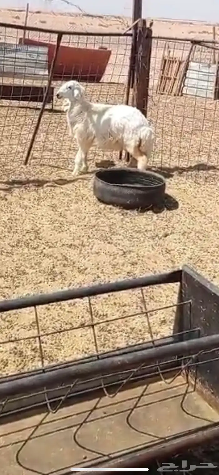 رخل حريه عيديه فل شحم ولحم ونظيفه على الشرط ( تم البيع ) 2