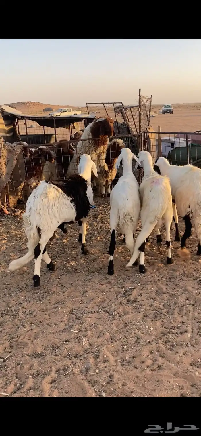 سواكن ضحايا 1