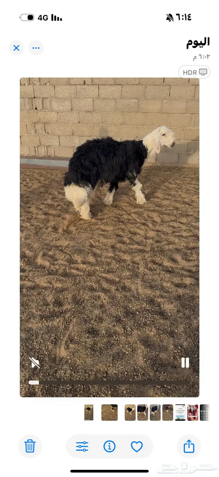جذغ نجدي كفو 1