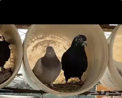 حمام للبيع جنب الذيبية العدد 8 0