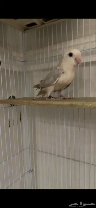 روز 1