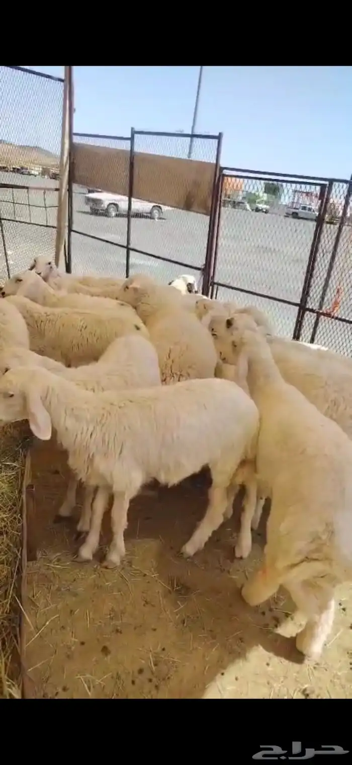 طليان ورخال للبيع يوجد تقسيط 0