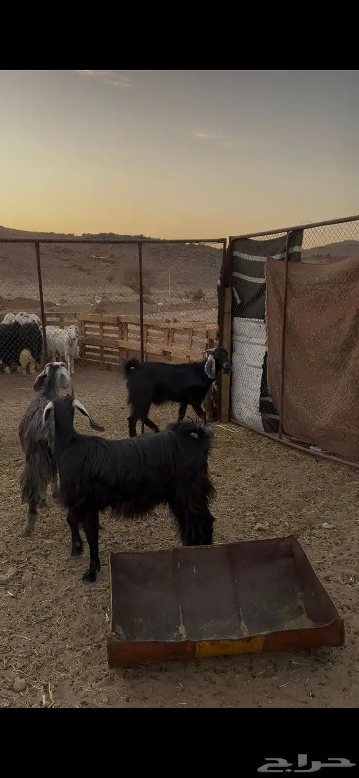 للبيع جفار مشروطه من الضريع كلها تضحي. تم البيع 6