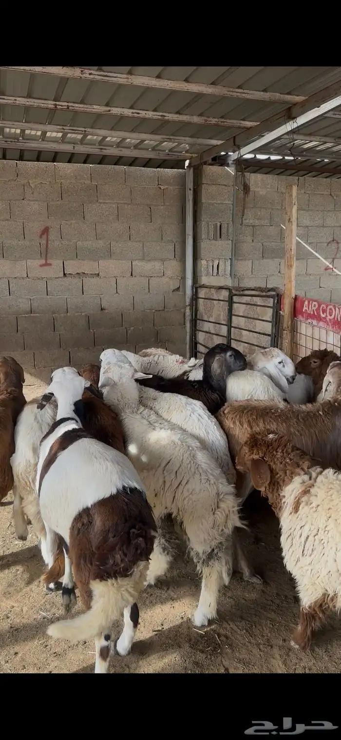 ذبائح سواكن اضاحي الخرج 3