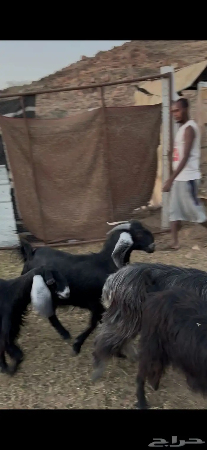 للبيع جفار مشروطه من الضريع كلها تضحي. تم البيع 0