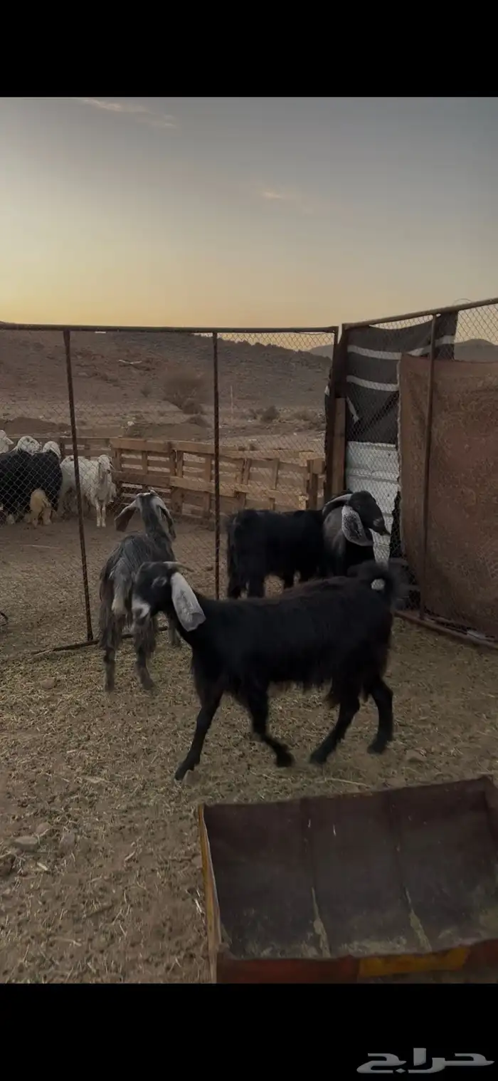 للبيع جفار مشروطه من الضريع كلها تضحي. تم البيع 2