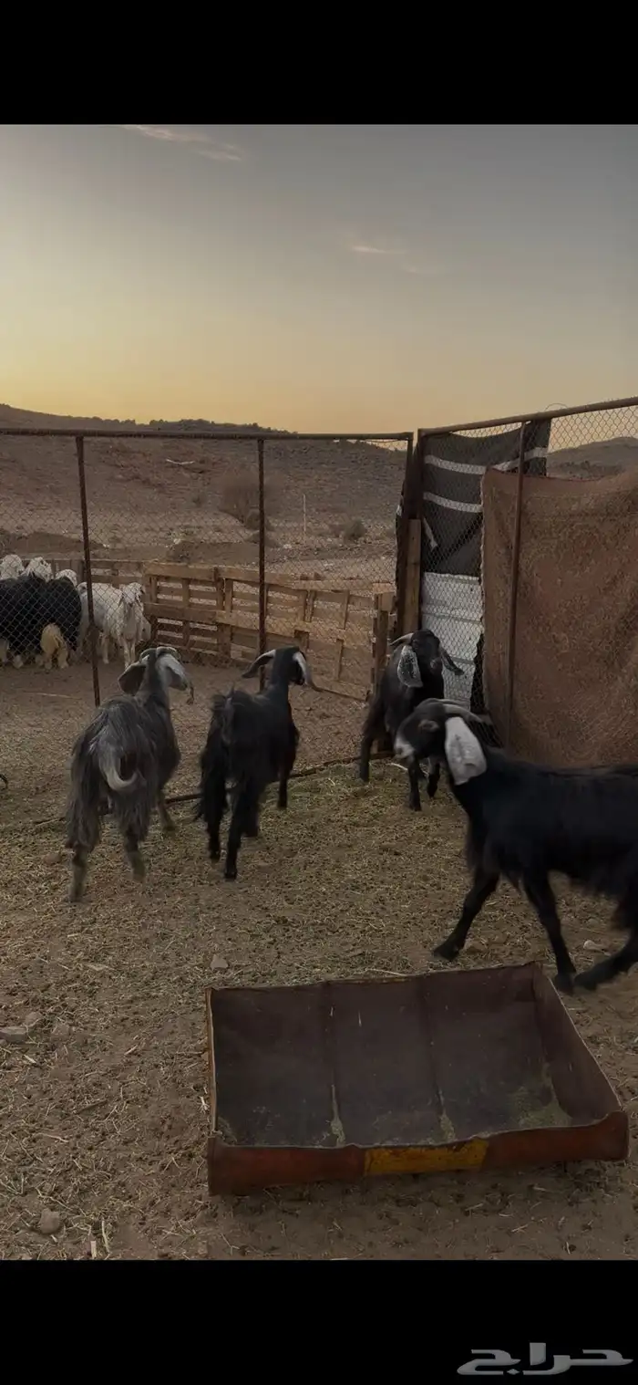 للبيع جفار مشروطه من الضريع كلها تضحي. تم البيع 4