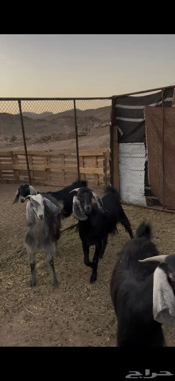 للبيع جفار مشروطه من الضريع كلها تضحي. تم البيع 5