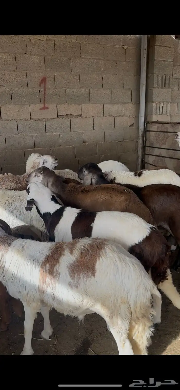 ذبائح سواكن اضاحي الخرج 0