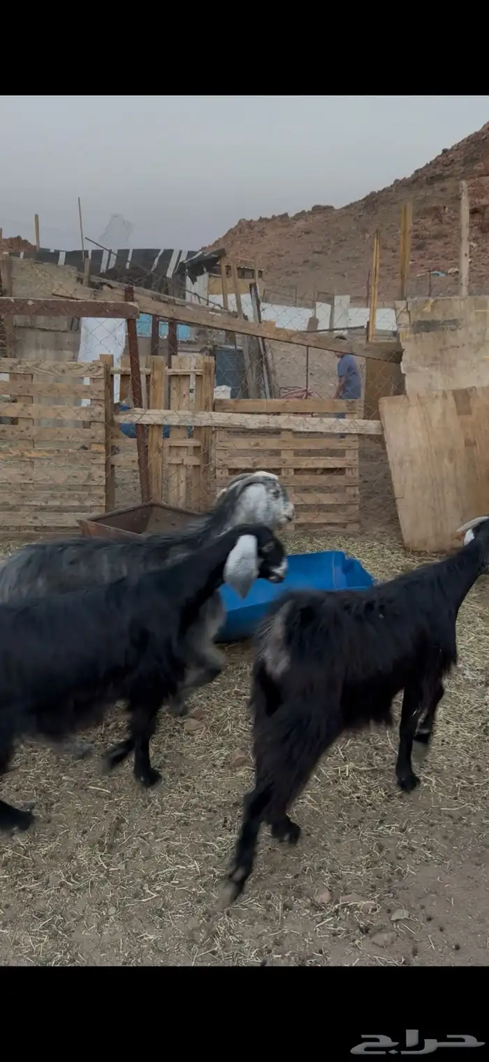 للبيع جفار مشروطه من الضريع كلها تضحي. تم البيع 1