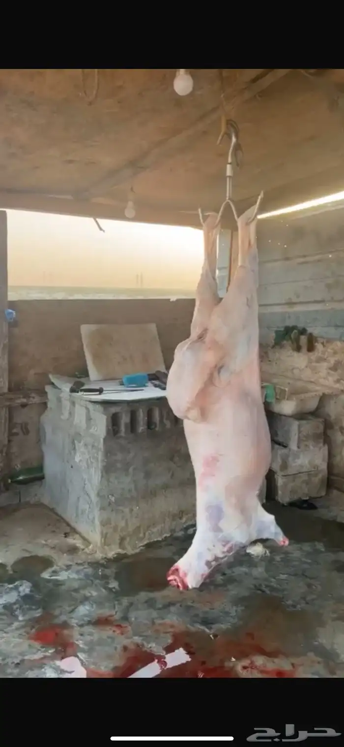 سواكني مرآبي فل 10