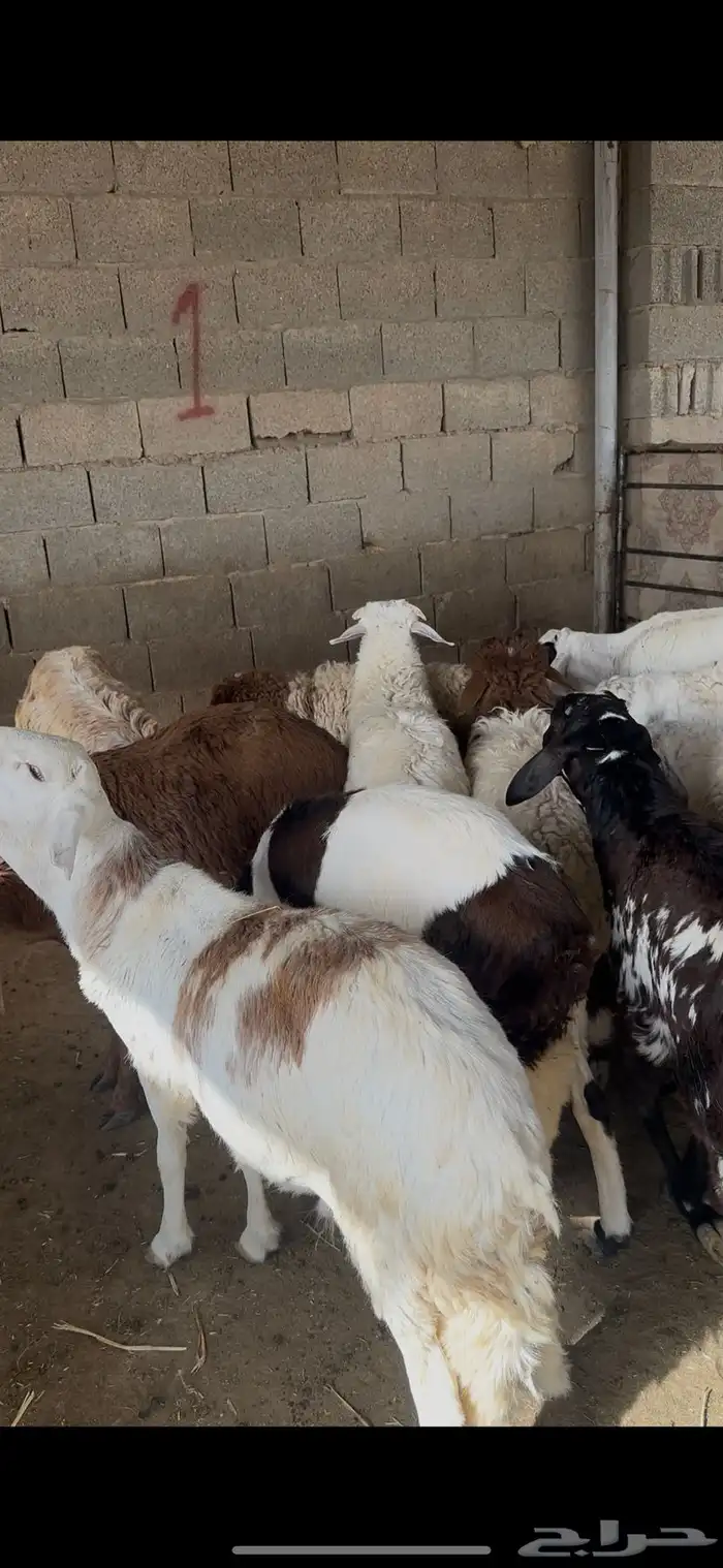 ذبائح سواكن اضاحي الخرج 2