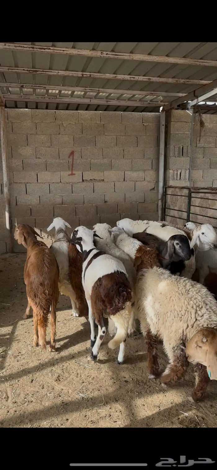 ذبائح سواكن اضاحي الخرج 4