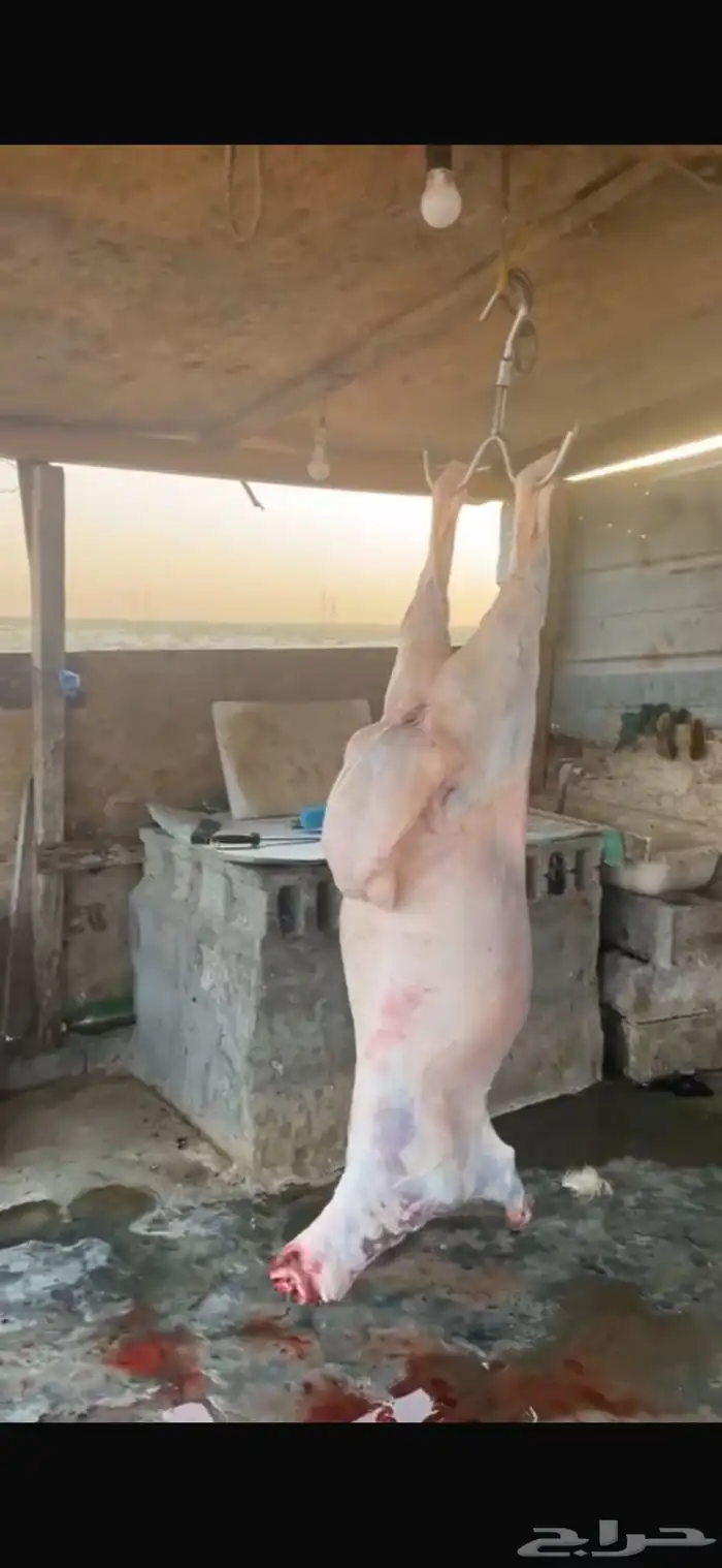 سواكني مرآبي فل 8