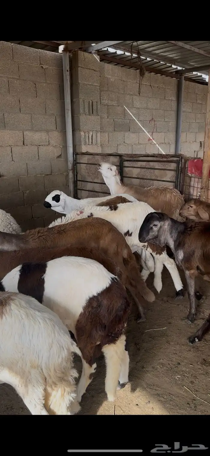 ذبائح سواكن اضاحي الخرج 1