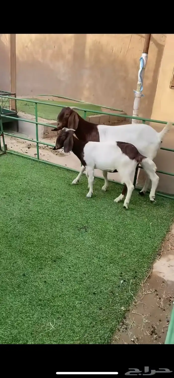عنز بورقت مقروعه من شهر ومتبع 2