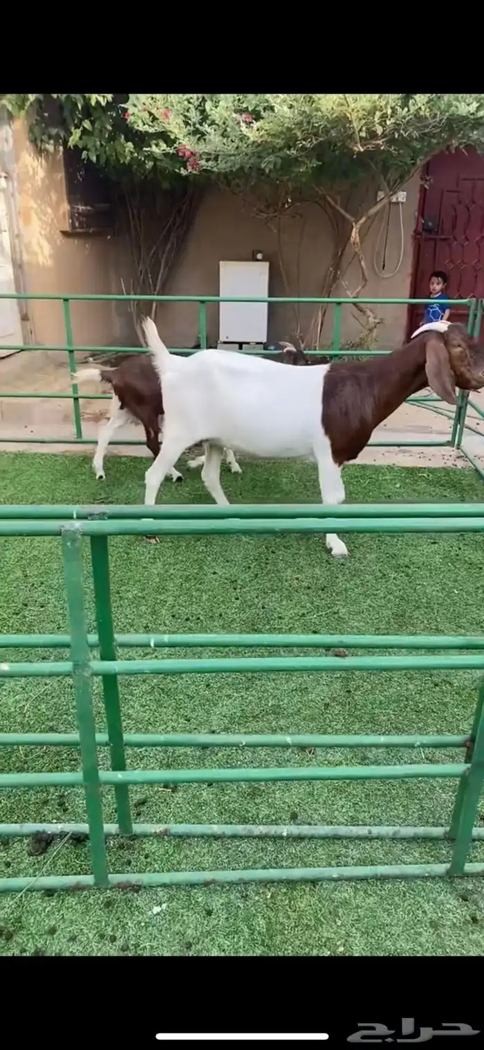عنز بورقت مقروعه من شهر ومتبع 0