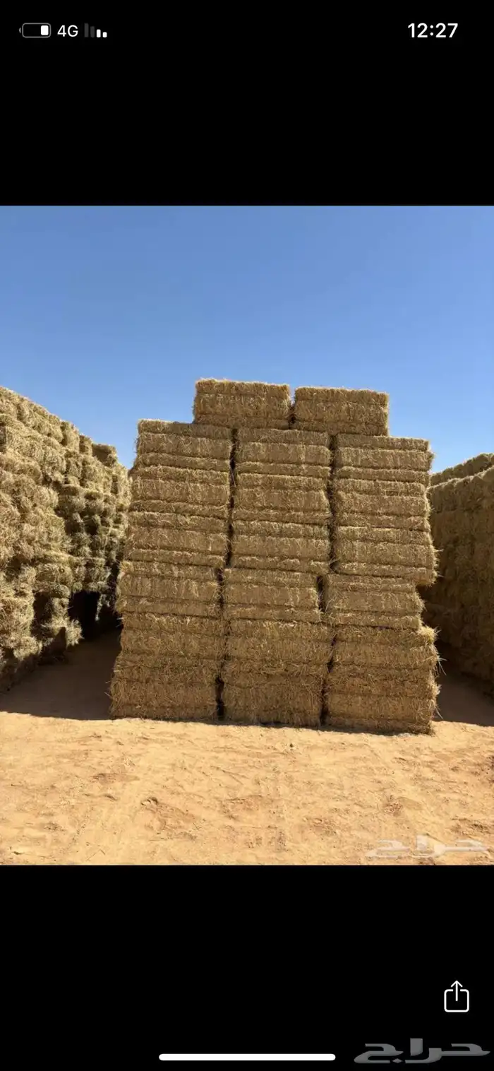 مطلوب مخلوط برسيم علف 0