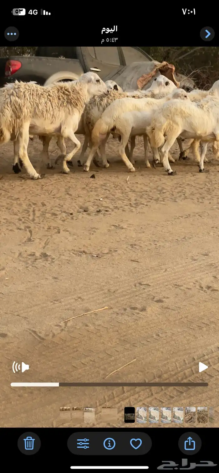 فران تضحي مخاصي تربية مزرعة 2