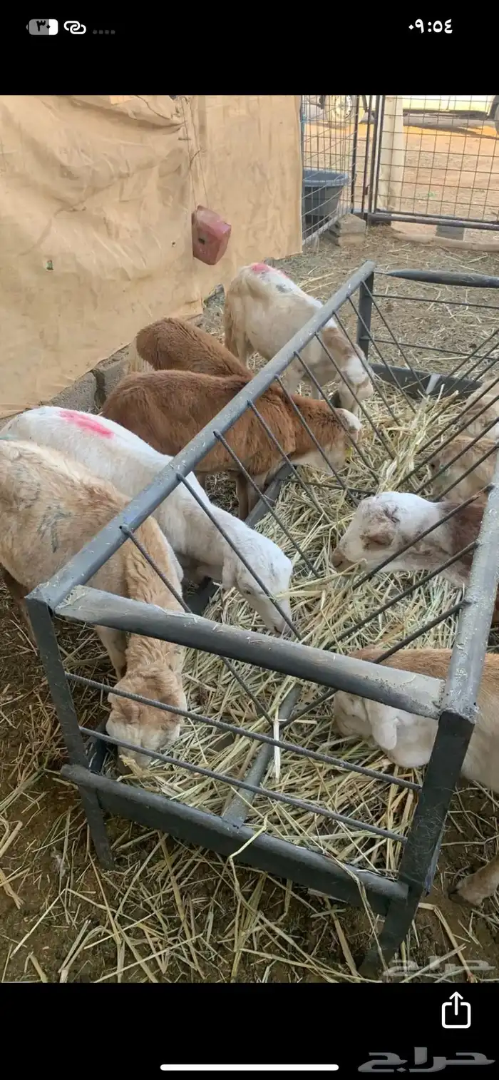 سواكن مرابي طيبة 1