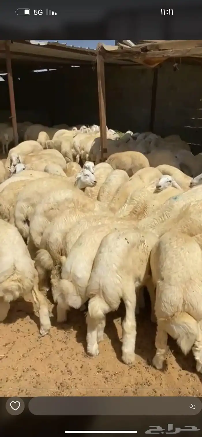 خرفان كفوا بلدي 2