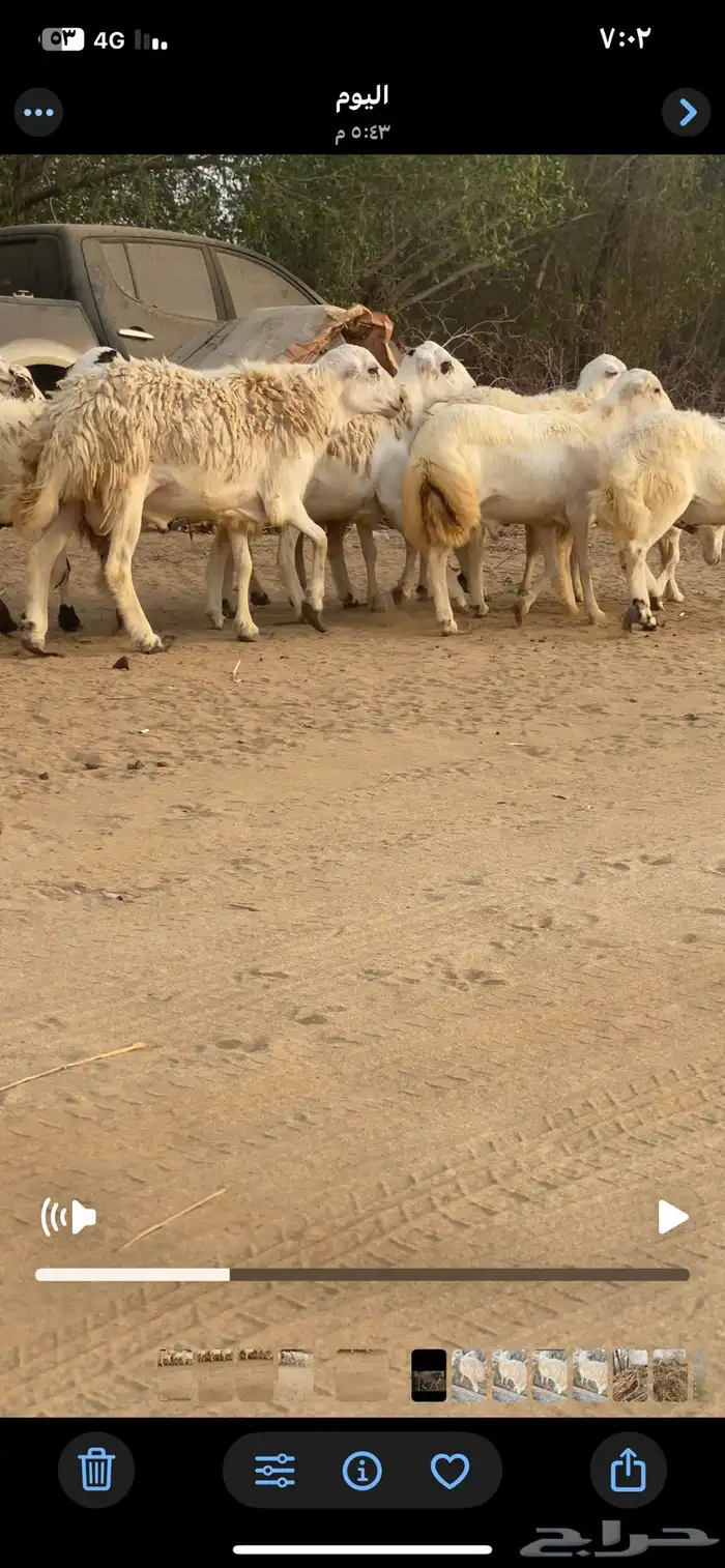 فران تضحي مخاصي تربية مزرعة 1