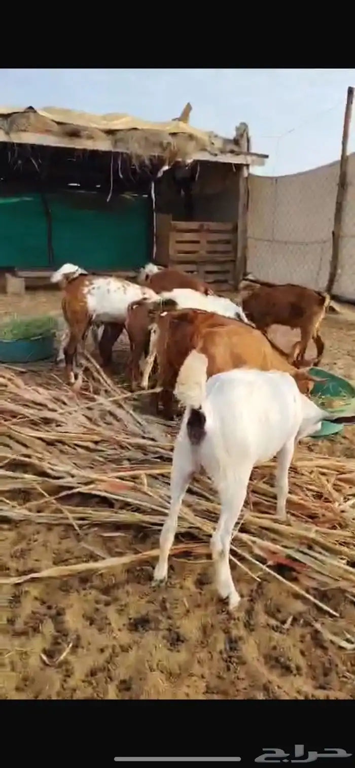تيوس بلدي 3