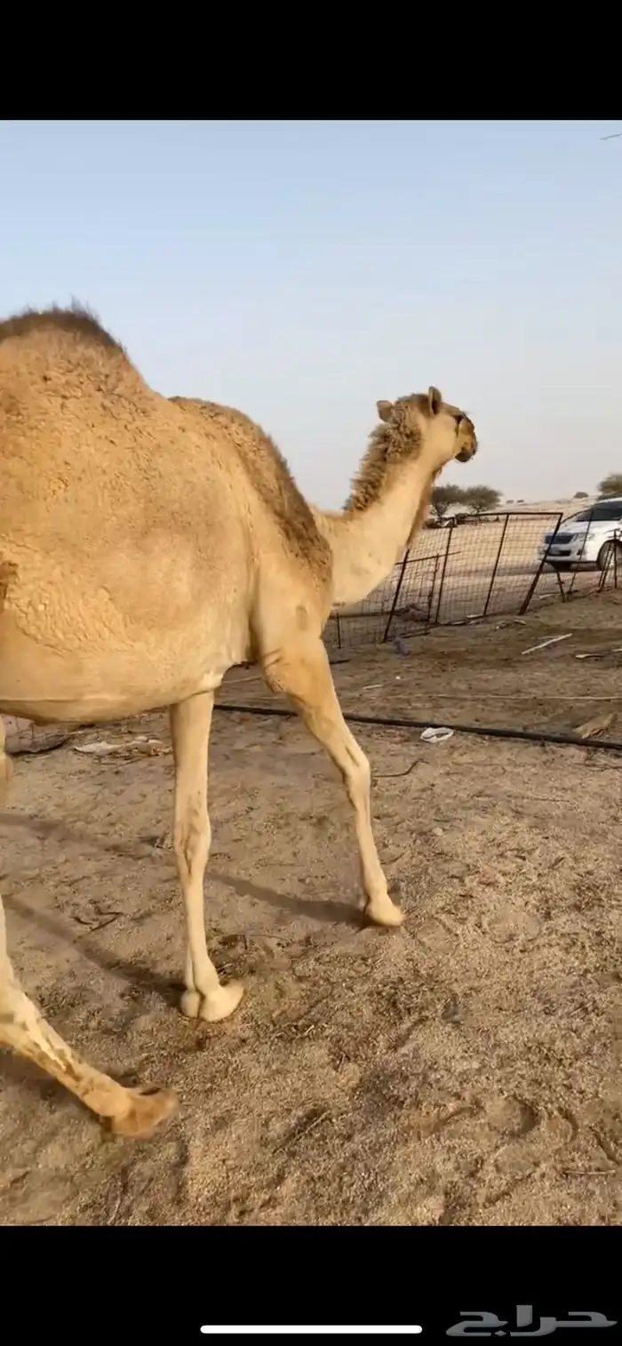 ناقه شقحا 0