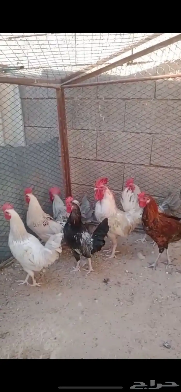 للبيع ديوك عدد 10 0