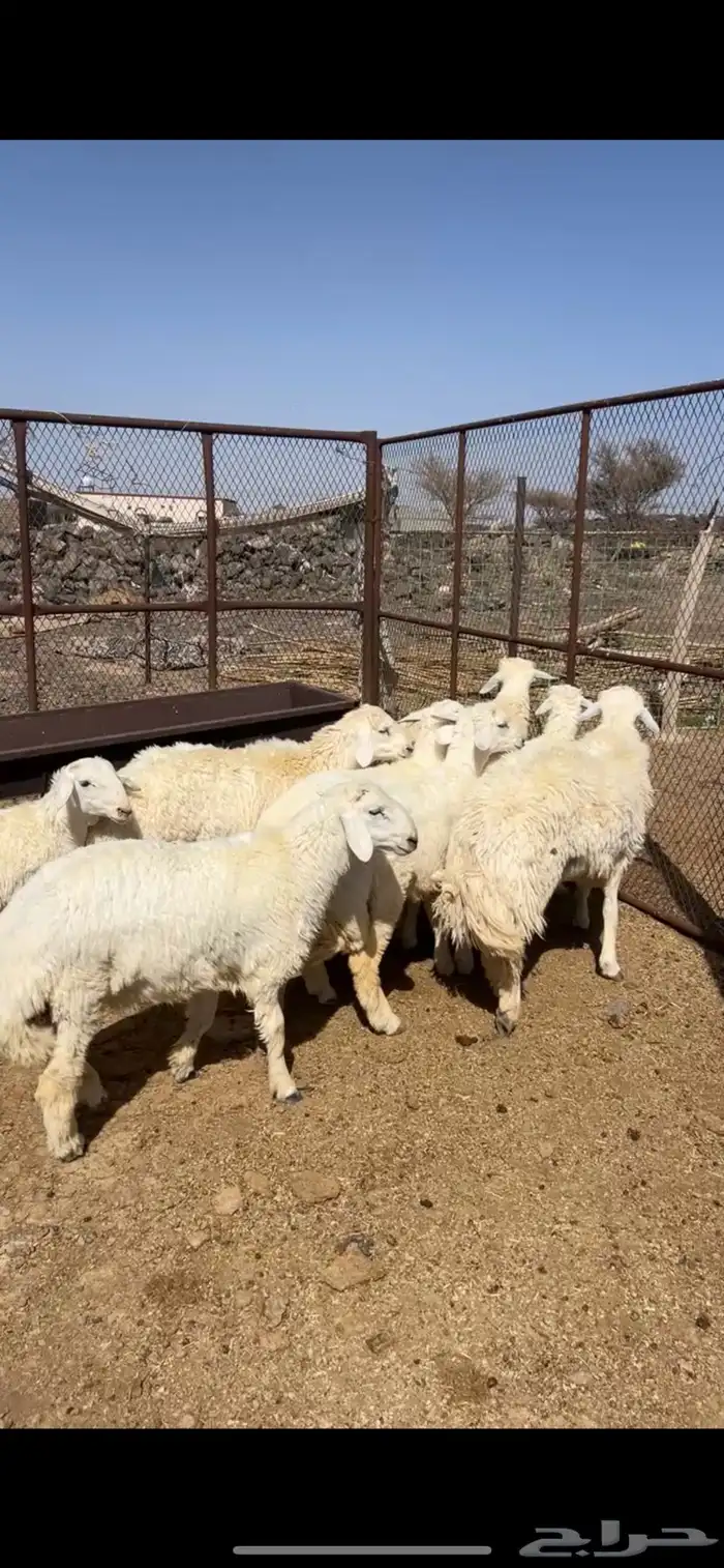 ضحايا السويرقيه تفريد اسعار مناسبه 0