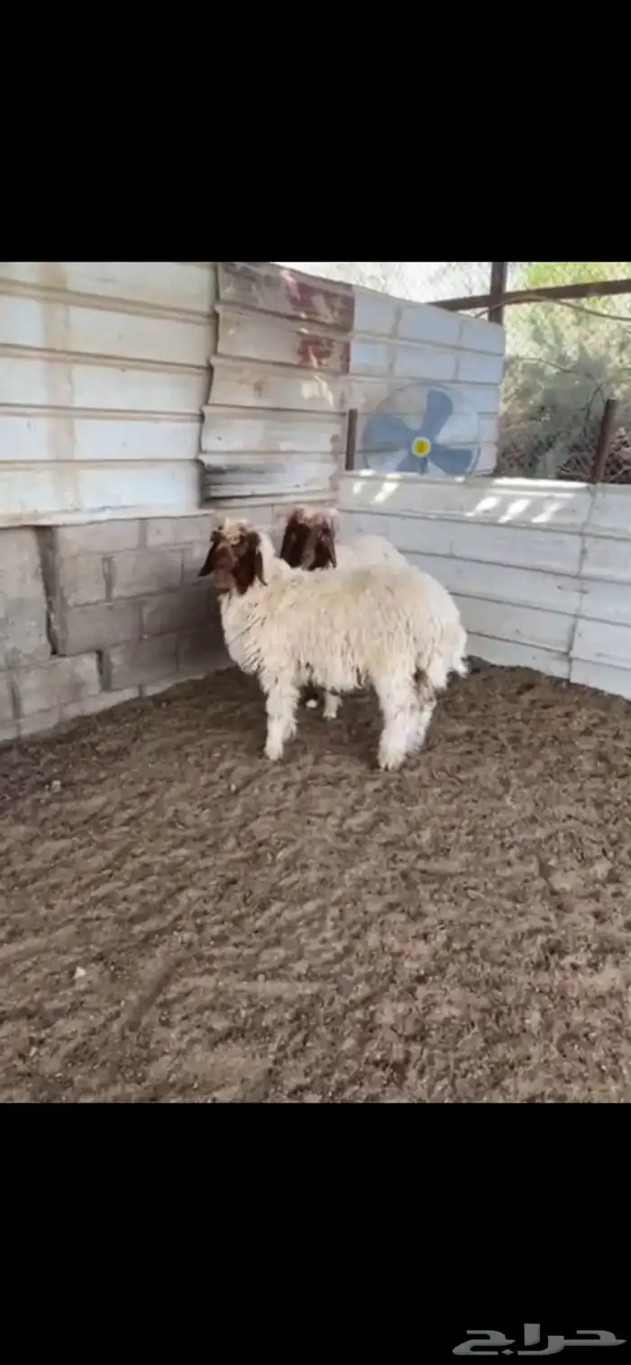 ضحايا 1