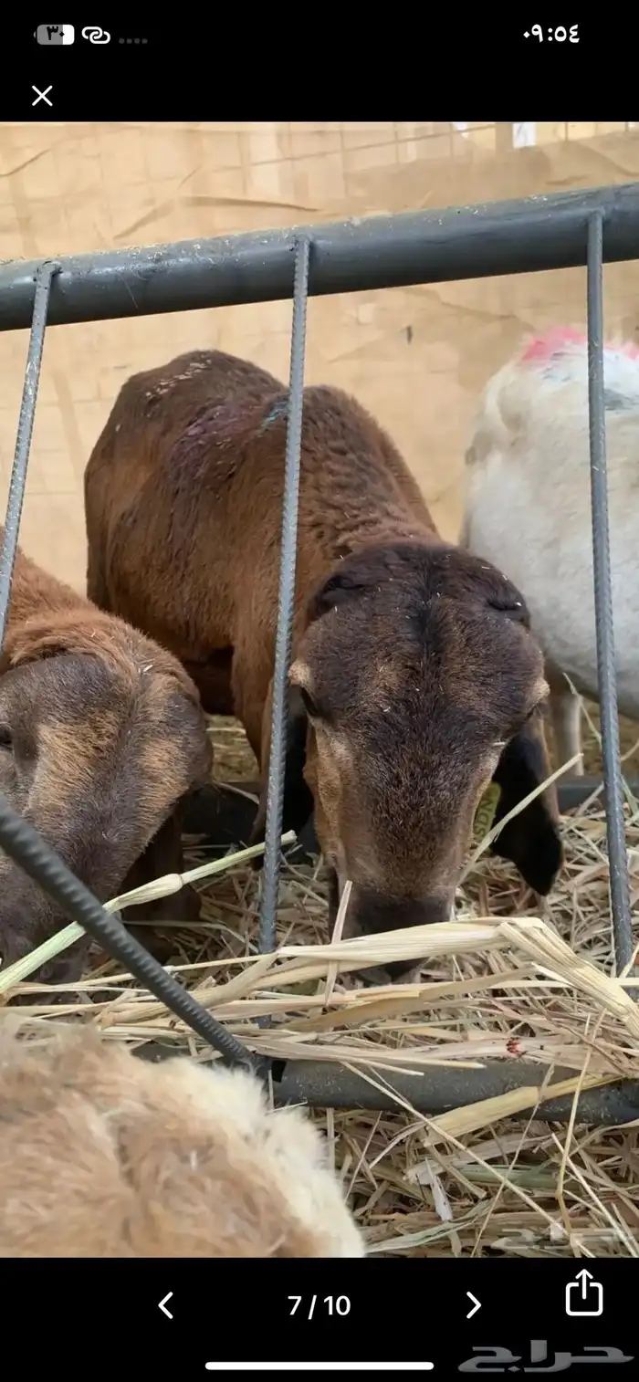 سواكن مرابي طيبة 0