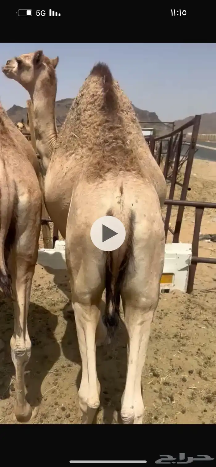 قعدان مبادئ وزوجات أتواصل 1